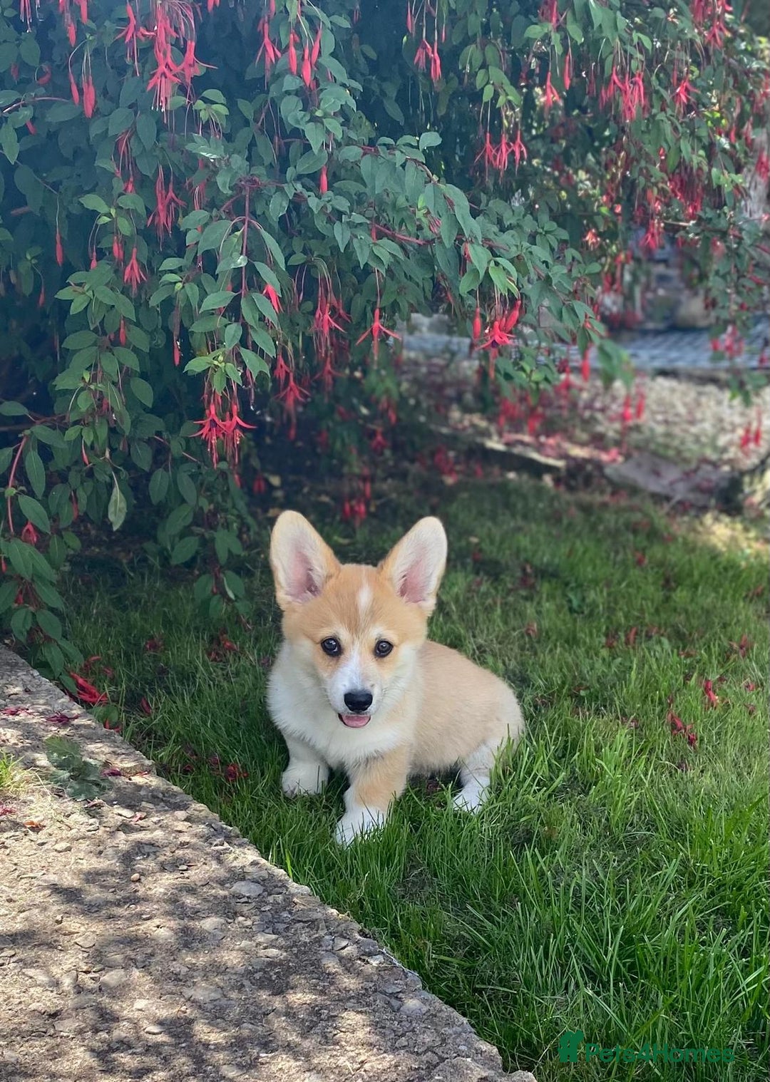 Welsh Corgi Pembroke dogs for sale: Only 1 boy remaining. Ready to go now.  - Image 5