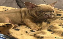 French Bulldog dogs for sale: Adorable Isabella carrying pink frenchie pups - Image 15