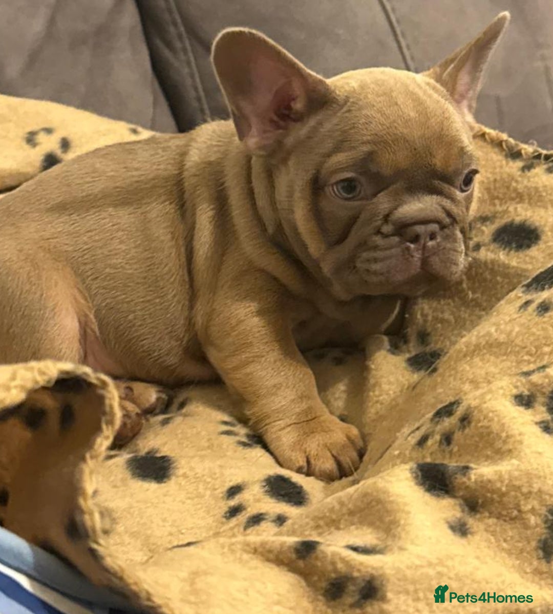 French Bulldog dogs for sale: Adorable Isabella carrying pink frenchie pups - Image 15