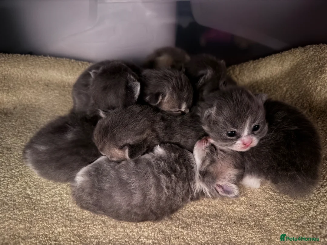 British Shorthair cats for sale: 🐾 Stunning British Shorthair × Persian Kittens 🐾 - Advert 1