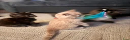 Mixed Breed cats for sale: 4 beautiful kittens  - Advert 10