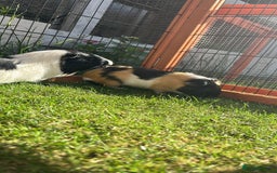 Guinea Pig rodents for sale: 2 male guinea pigs  - Image 3