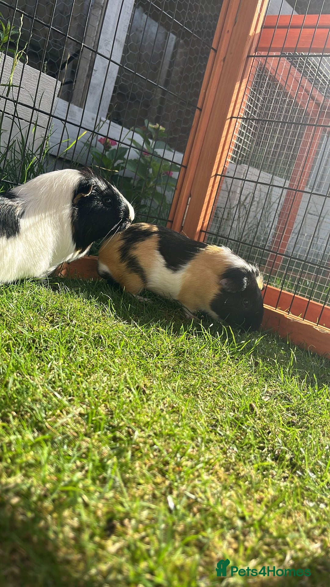 Guinea Pig rodents for sale: 2 male guinea pigs  - Image 3