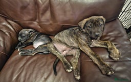 Cane Corso dogs for sale: Cane corso  - Image 12