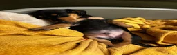 Dachshund dogs for sale: Miniature Dachshund Puppies Read Soon  - Advert 13