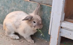 Lionhead rabbits for sale: Male Lionhead 6 months old - Image 3
