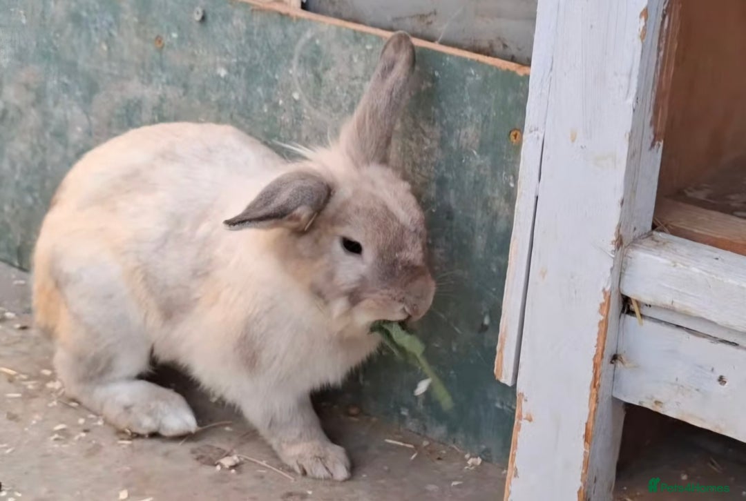 Lionhead rabbits for sale: Male Lionhead 6 months old - Image 3