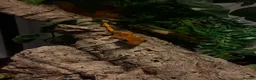 Gecko reptiles for sale: Crested gecko and setup  - Advert 2