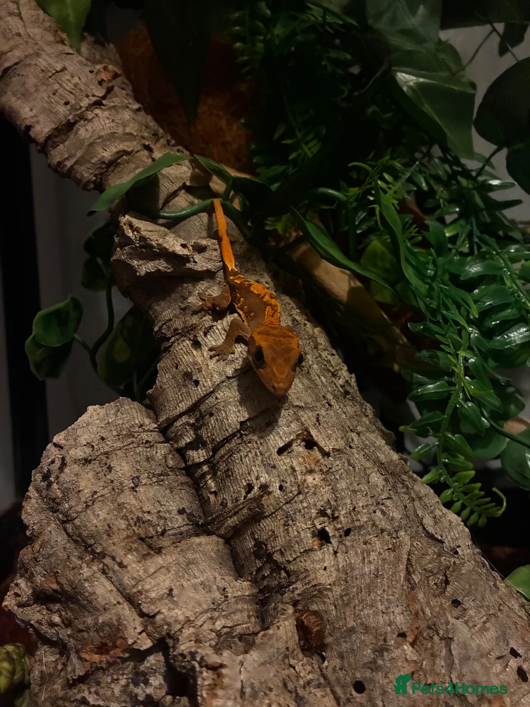 Gecko reptiles for sale: Crested gecko and setup  - Advert 2
