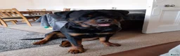 Rottweiler dogs for stud: Rottweiler dog for stud  - Advert 4