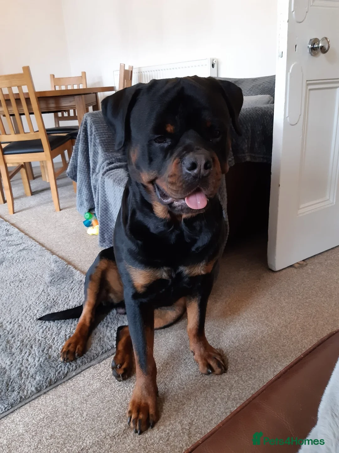 Rottweiler dogs for stud: Rottweiler dog for stud  - Advert 4