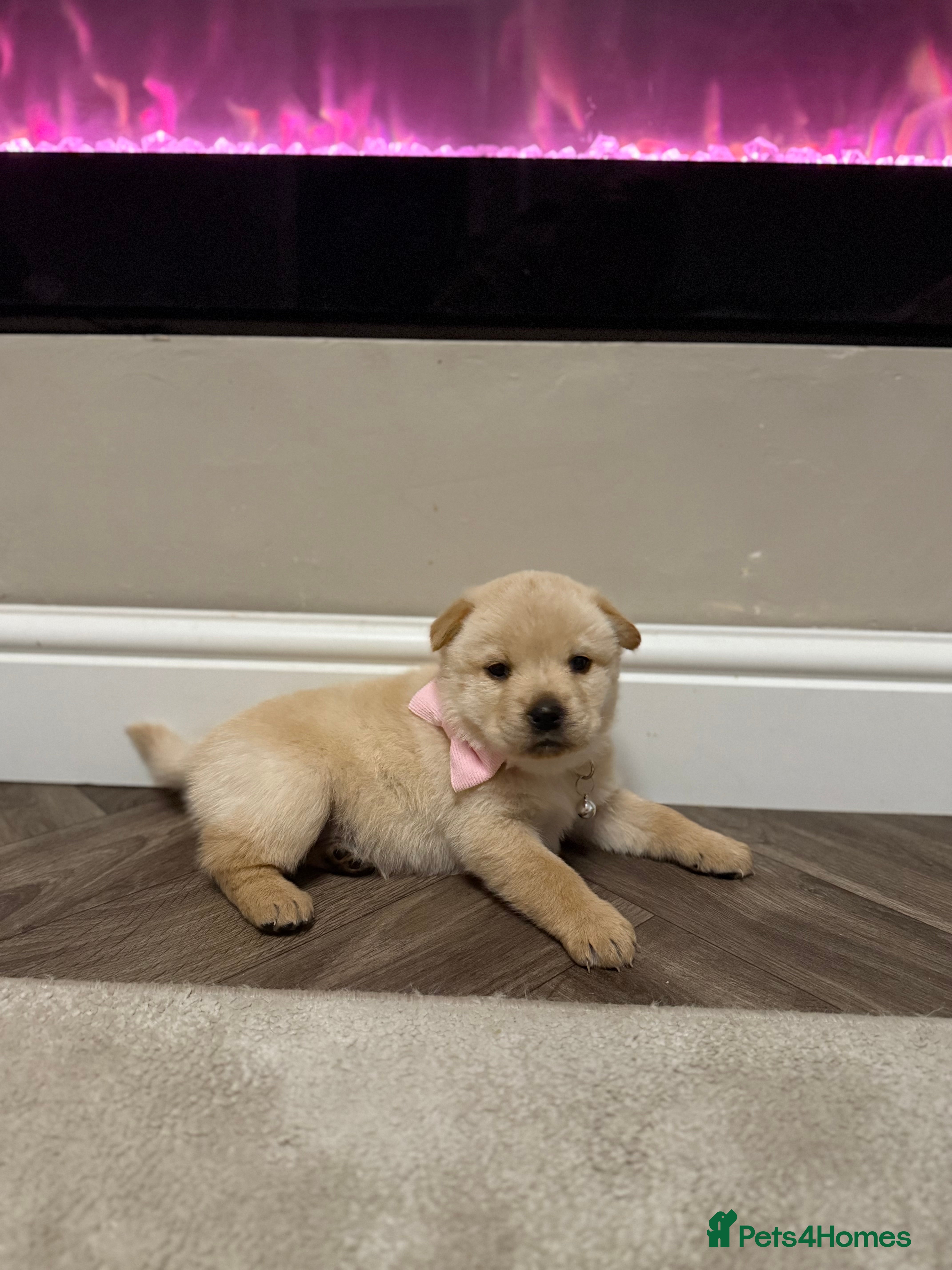 Mixed Breed dogs Rottweiler x chow chow puppies  - Advert 5