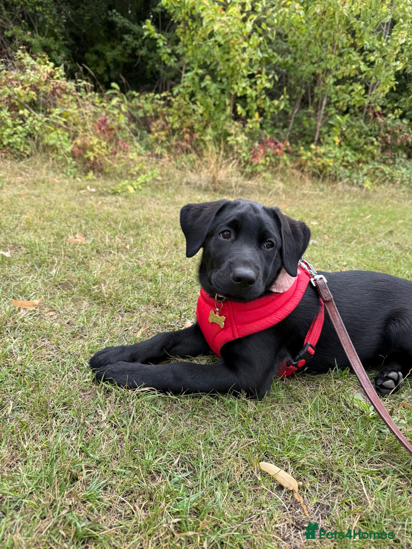 Labrador Retriever dogs for sale: Ready Now - Gorgeous Black Labrador Puppies  - Advert 1