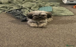 Mixed Breed dogs for sale: 7month Old Pup  - Advert 1