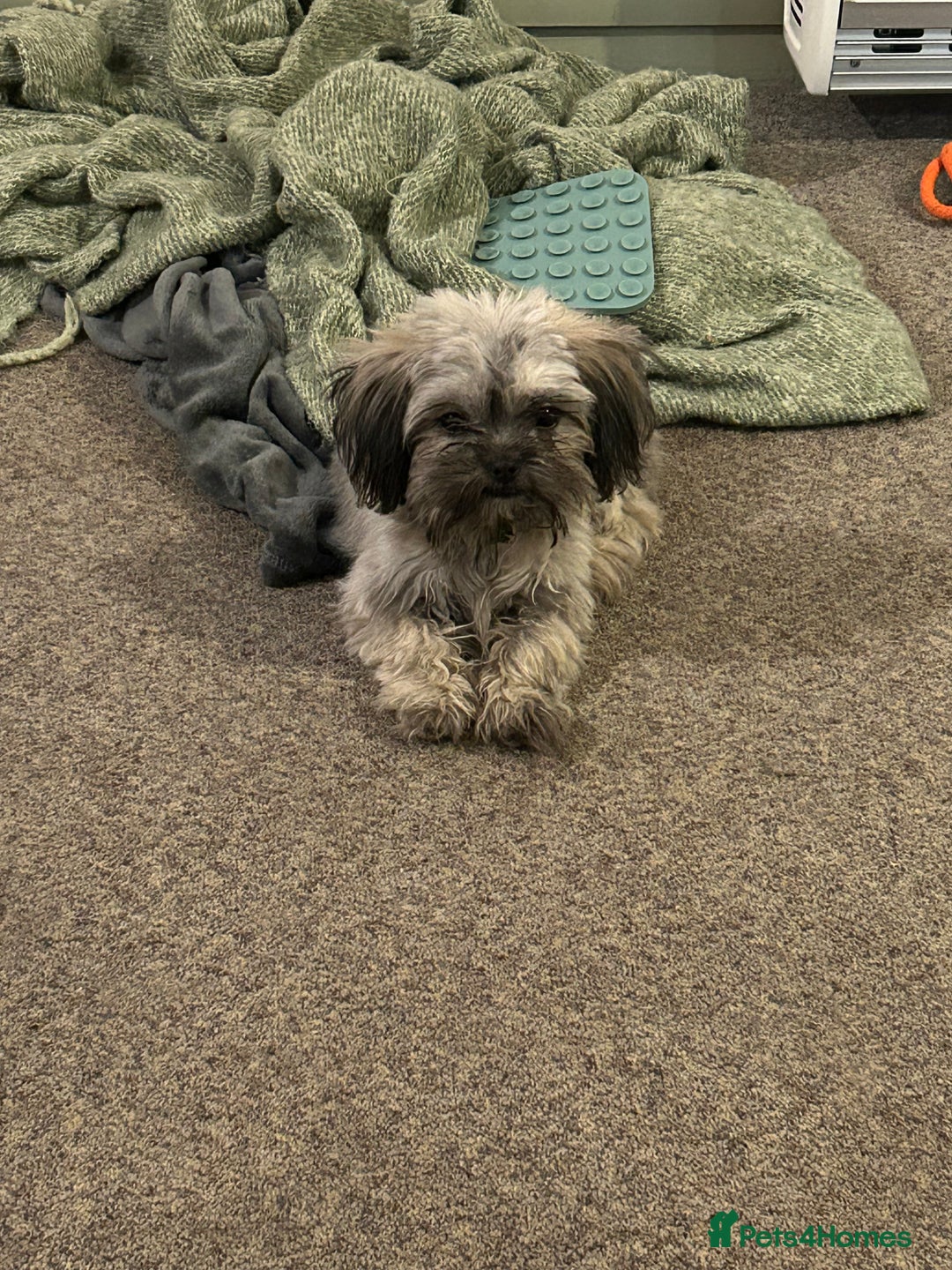 Mixed Breed dogs for sale: 7month Old Pup  - Advert 1