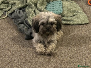 Mixed Breed dogs 7month Old Pup - Advert 3