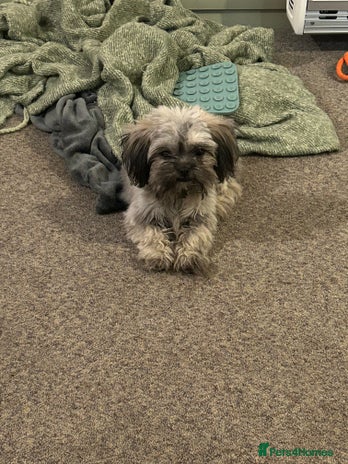 Mixed Breed dogs 7month Old Pup - Advert 1