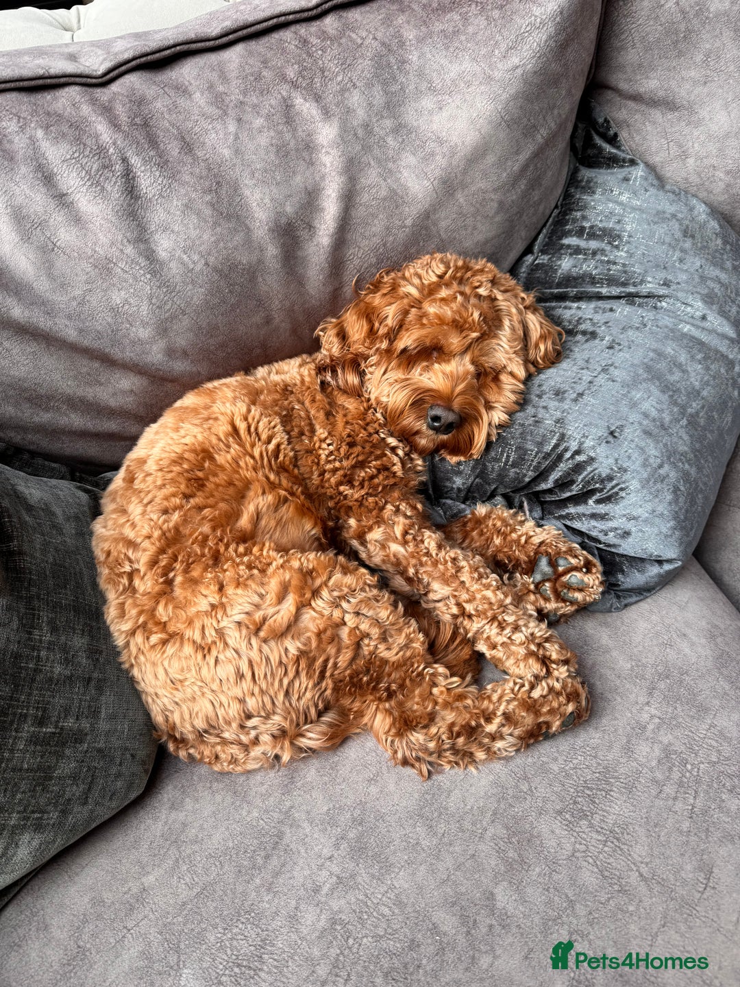 Cockapoo dogs for sale: 5 yr old Cockapoo & 1 year old Cockapoo - Image 8