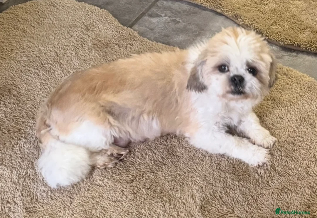 Shih Tzu dogs for sale: Shihtzu puppies in Newark - Advert 1