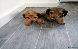 Miniature Dachshund dogs for sale: Miniature Dachshund Puppies - Image 3
