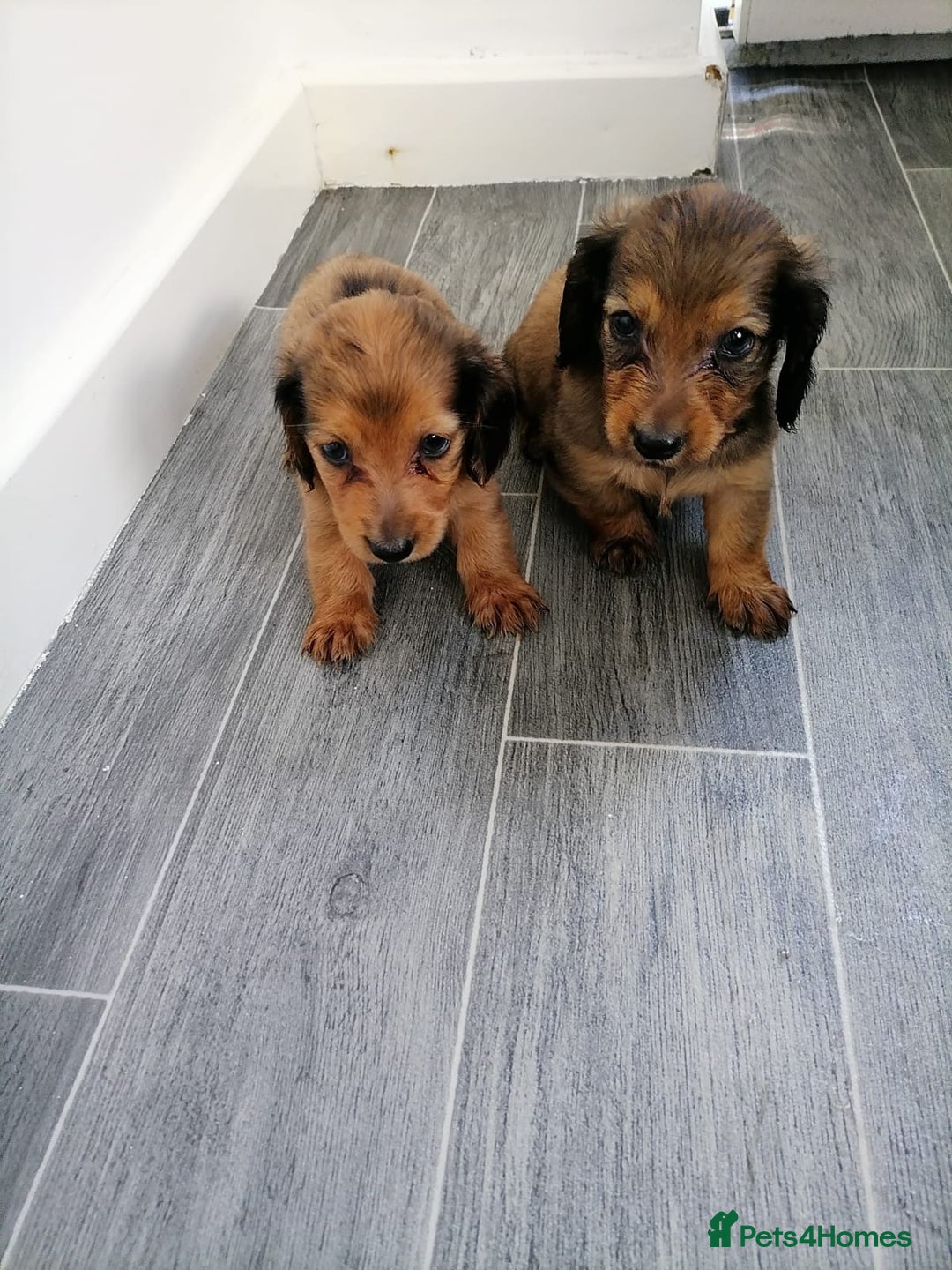 Miniature Dachshund dogs for sale: Miniature Dachshund Puppies - Image 3