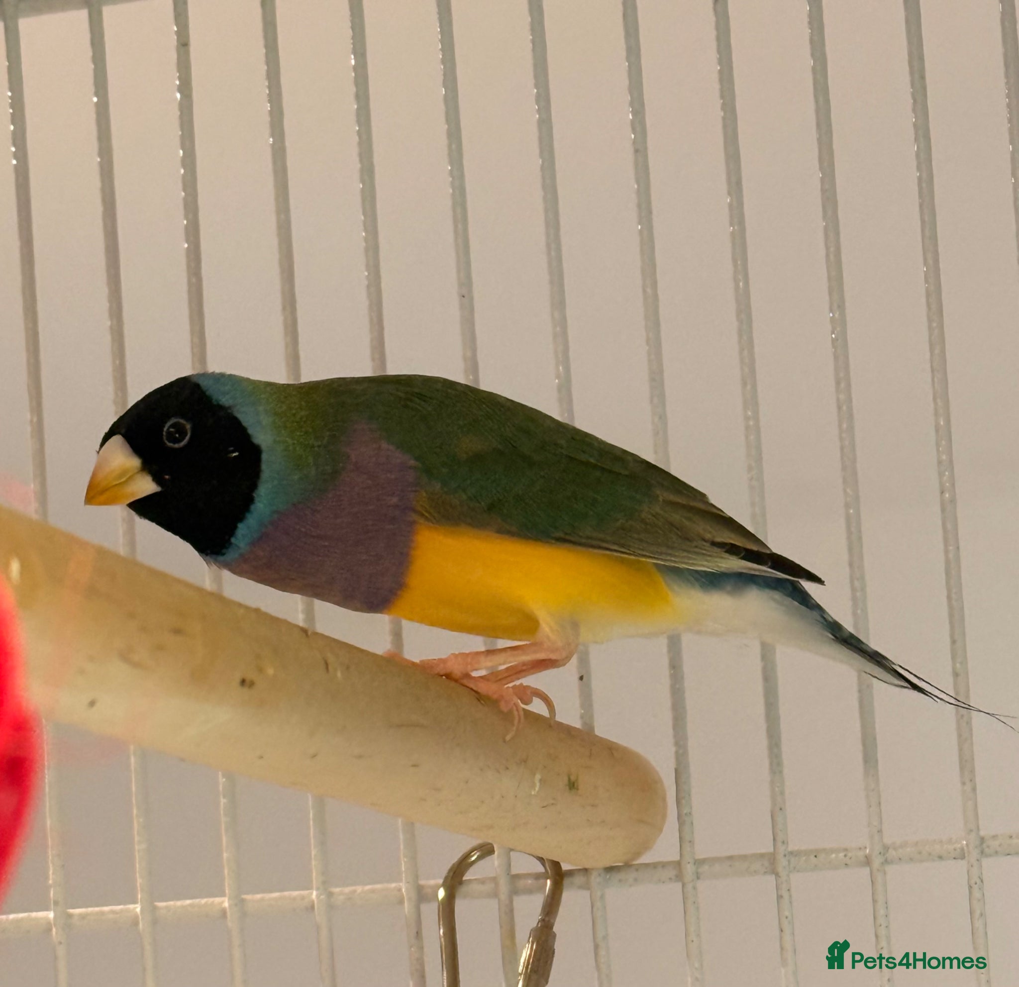 Finches birds for sale: 🐦 TOP QUALITY YOUNG MALE BLACKHEAD GOULDIANS — - Advert 10
