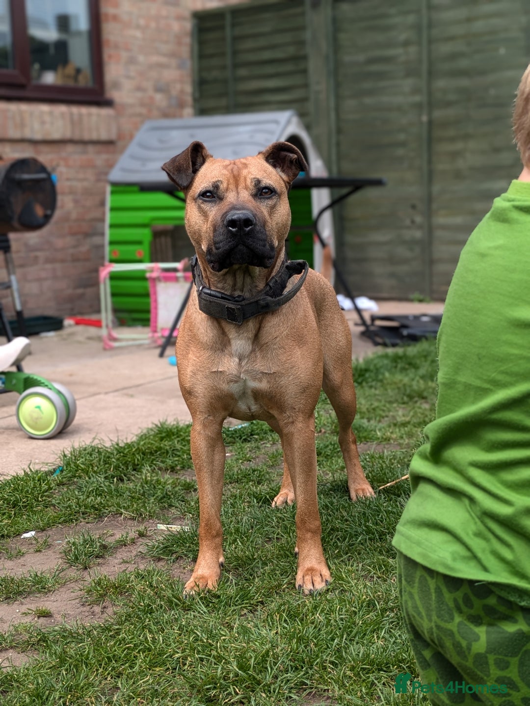 Mixed Breed dogs for sale: Cane corso x American bully female  - Advert 1