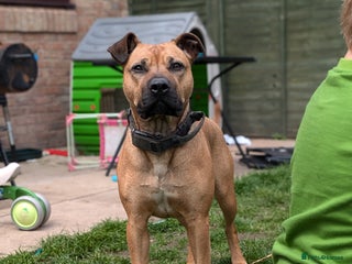 Mixed Breed dogs Cane corso x American bully female - Advert 1