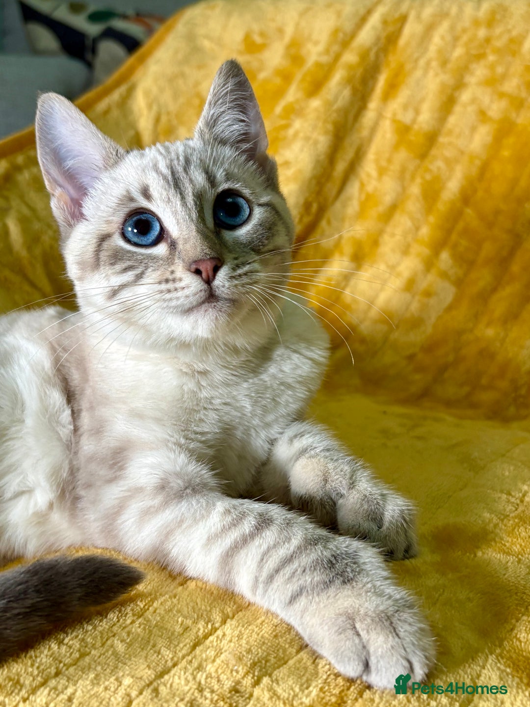Bengal cats for sale: Breathtaking rare polydactyl snow leopard  - Advert 22