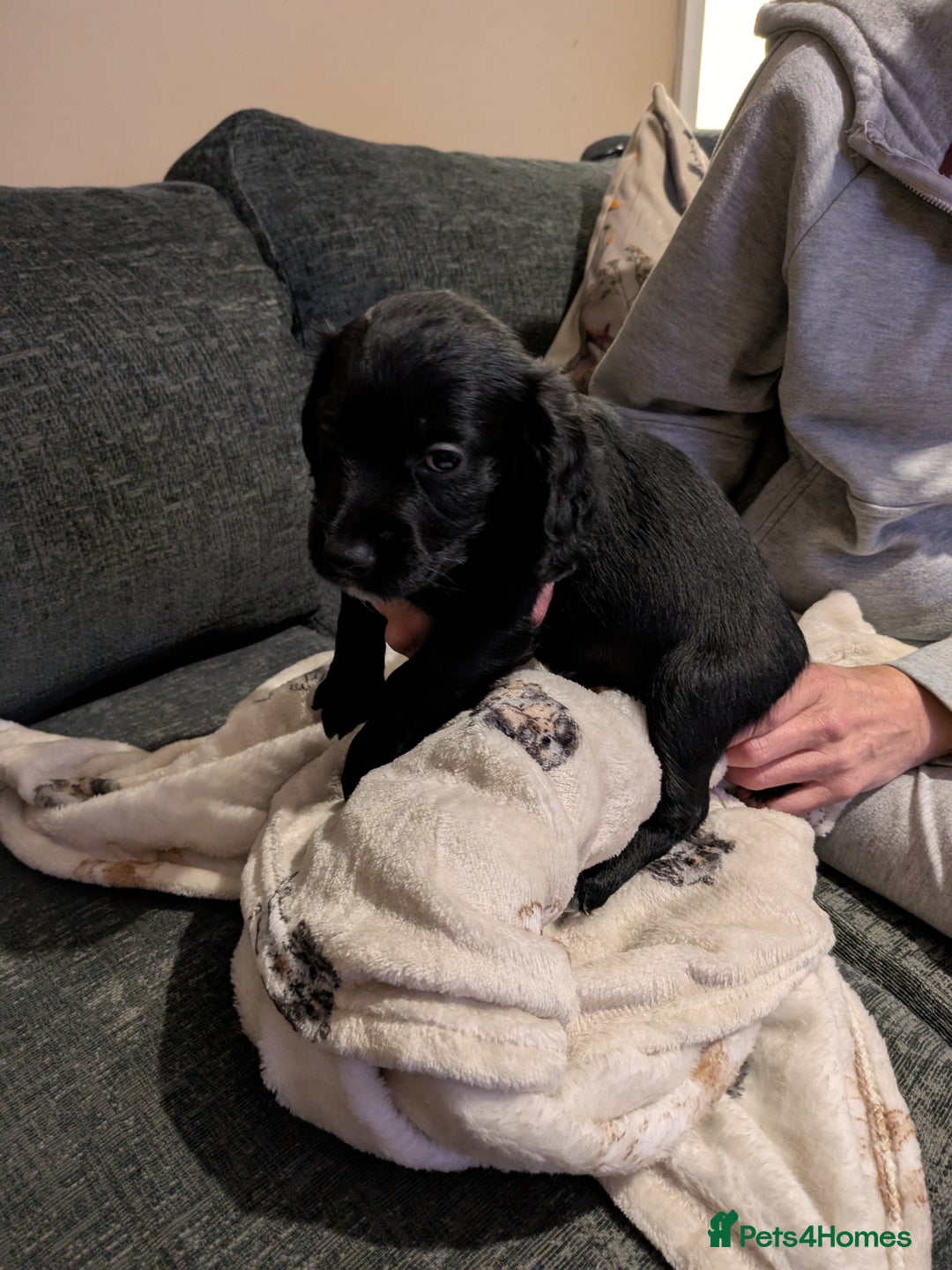 Cocker Spaniel dogs for sale: Beautiful cocker spaniel pups - Image 4