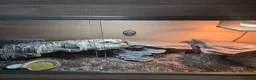 Leopard Gecko reptiles for sale: 2 albino leopard geckos and full enclosure  - Advert 6