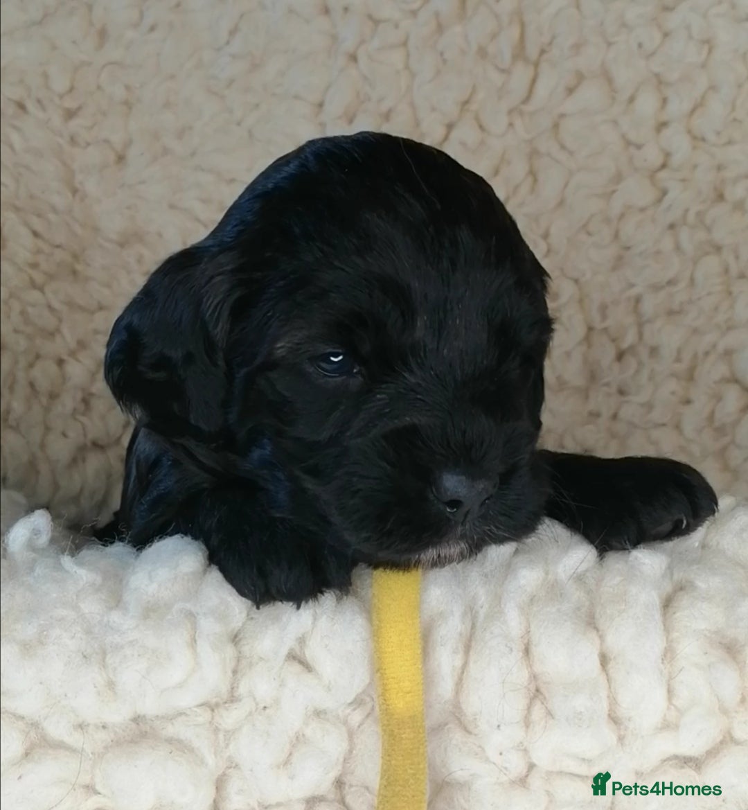 Sproodle dogs for sale: Sproodle F1 Puppies - Image 2