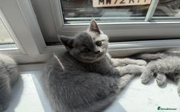 British Shorthair cats for sale: British shorthair kittens  - Image 11