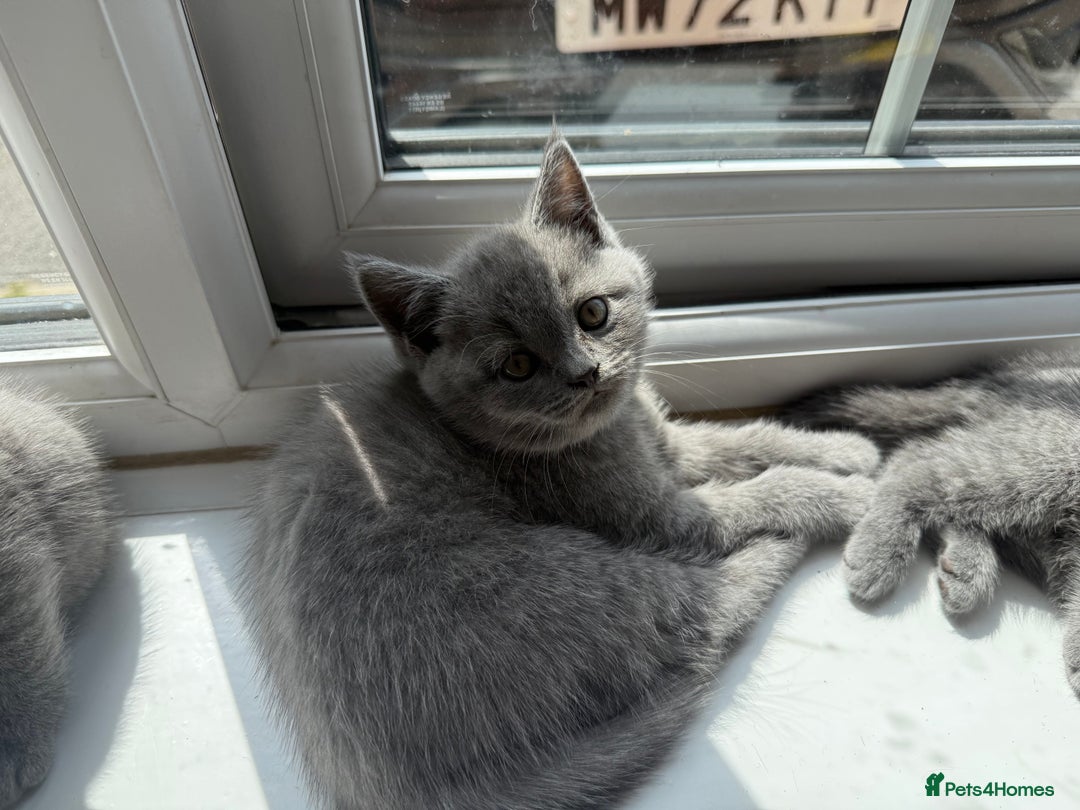British Shorthair cats for sale: British shorthair kittens  - Image 11