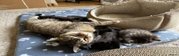 Mixed Breed cats for sale: Adorable kittens looking for their forever homes - Advert 23