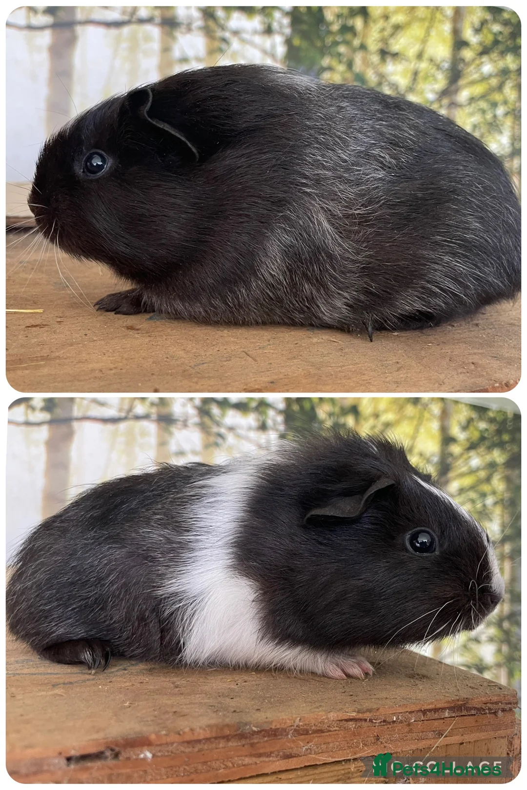 Guinea Pig rodents for sale: Baby sow guinea pigs  - Advert 3