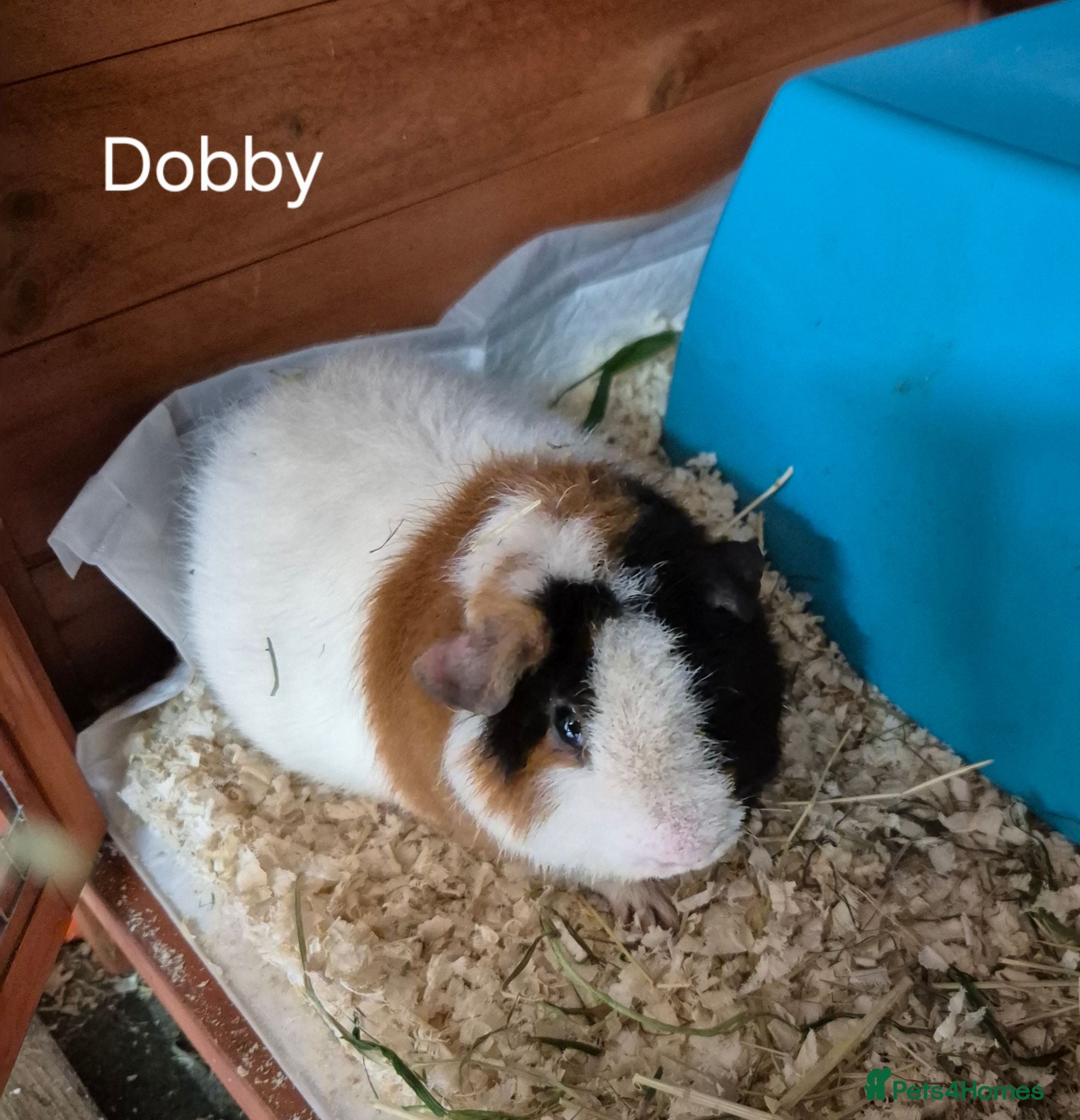 Guinea Pig rodents Teddy and swiss boars - Advert 1