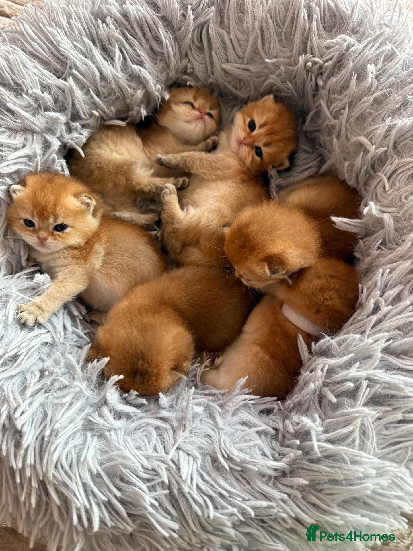 British Shorthair cats for sale: 🌟PREMIUM GOLDEN BRITISH SHORT/LONGHAIRS 🌟 - Advert 1