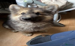 German Shepherd dogs for stud: Fendt  - Image 5