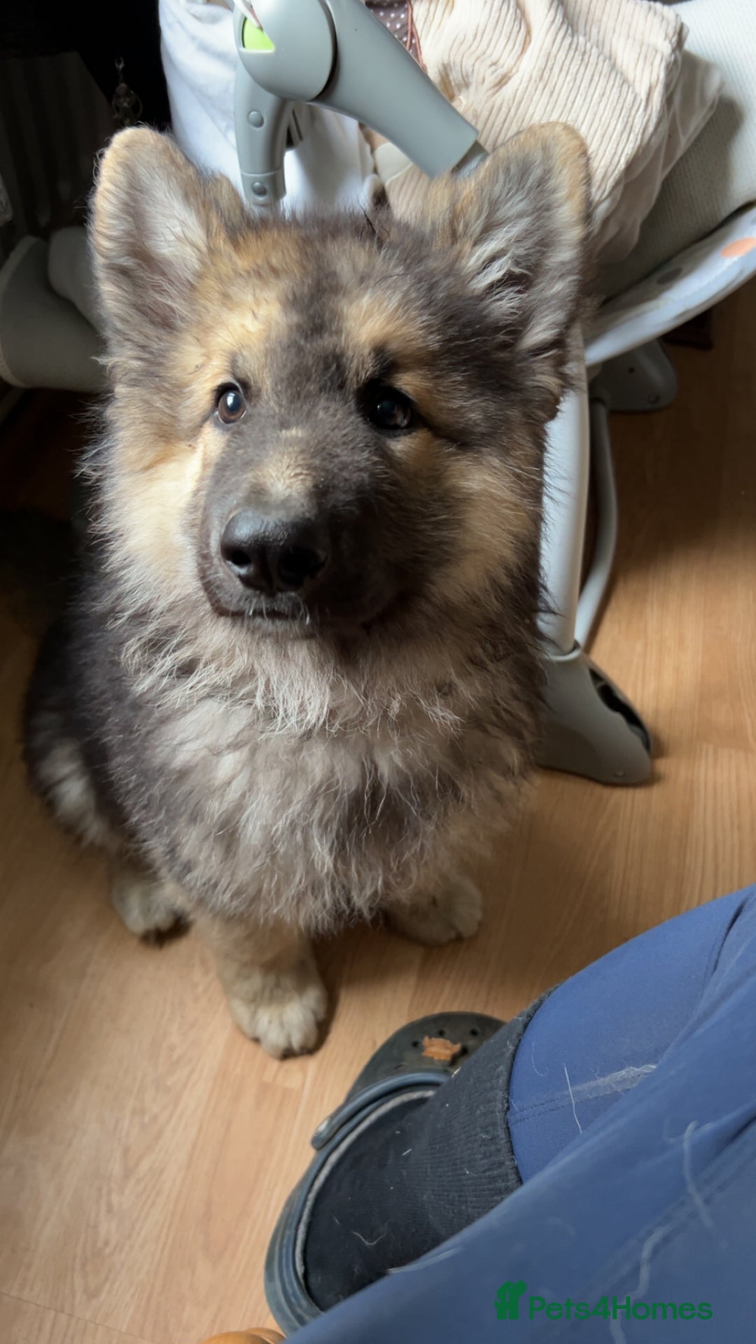 German Shepherd dogs for stud: Fendt  - Image 5