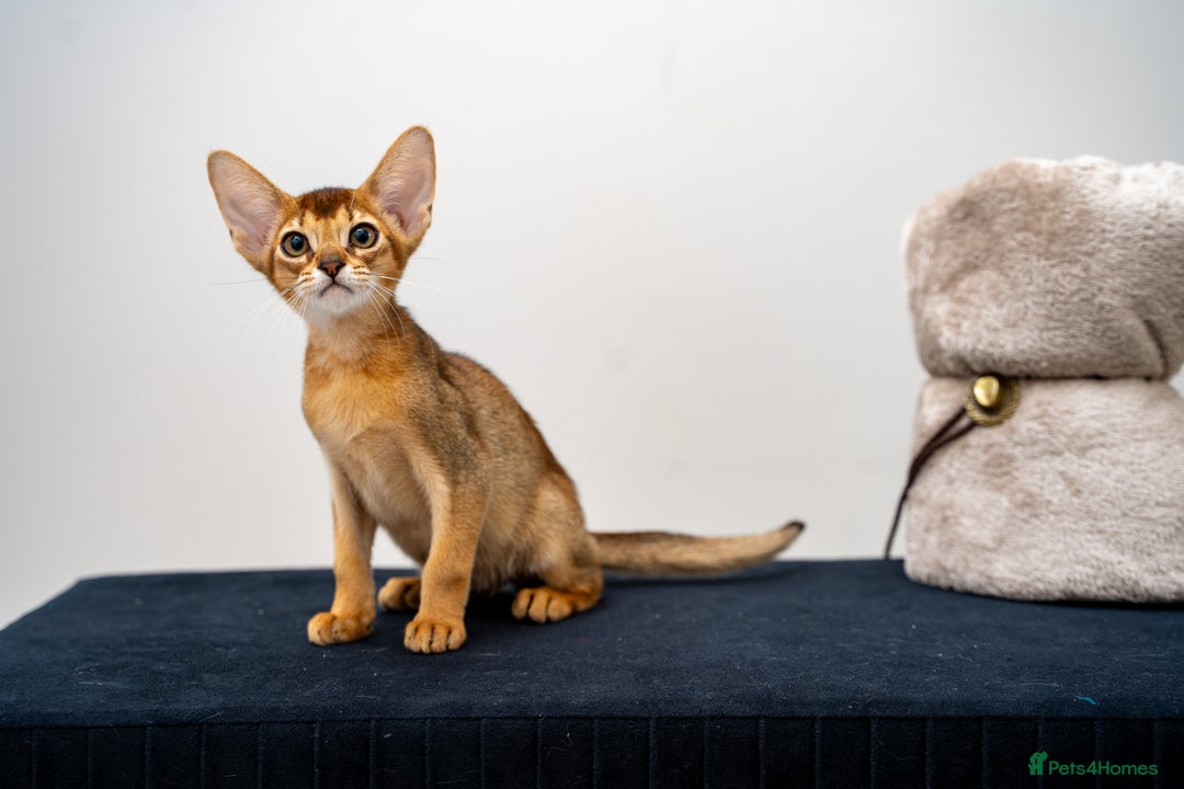Abyssinian cats for sale: Vanilla Boy-Exceptional Abyssinian-Champion line - Advert 9