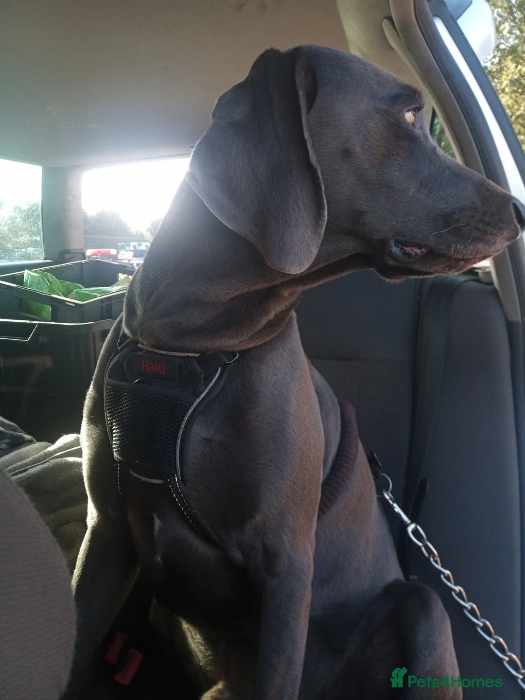 Weimaraner dogs for stud: Handsome Blue Weimaraner Available for Stud Proven in Leyland - Advert 3