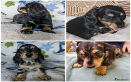 Miniature Dachshund dogs for sale: Charming Miniature Dachshund Puppies  - Advert 1