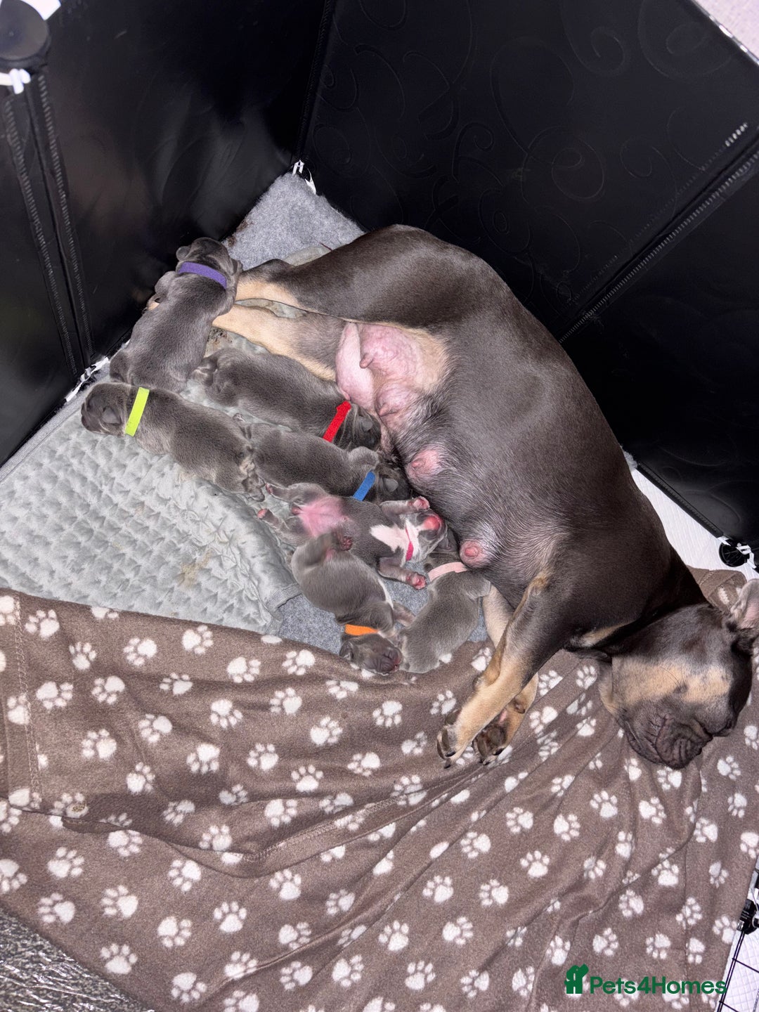 French Bulldog dogs for sale: French bulldog puppies - Advert 8