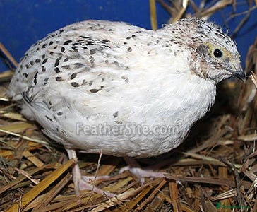 Quail poultry Jumbo quails different ages and colour for sale - Advert 1