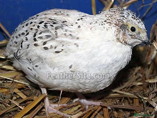 Quail poultry Jumbo quails different ages and colour for sale - Advert 1
