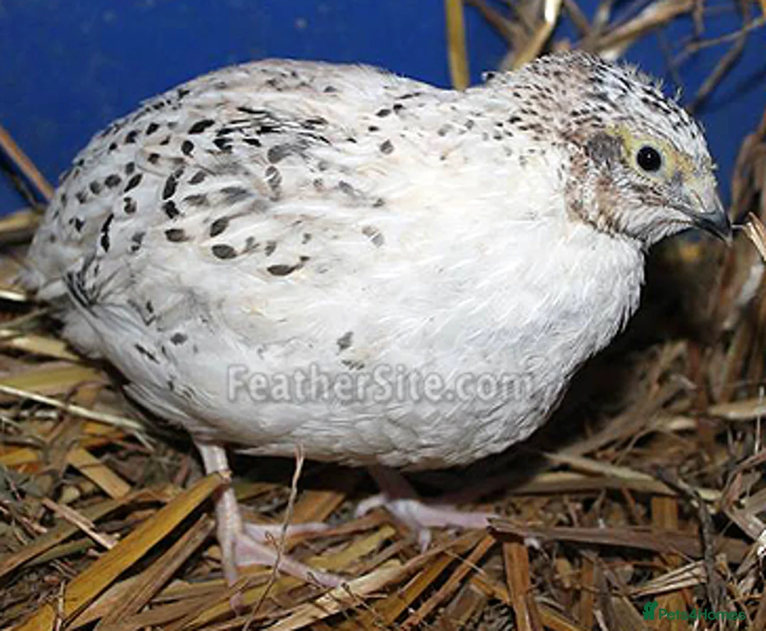 Quail poultry for sale: Jumbo quails different ages and colour for sale - Advert 1