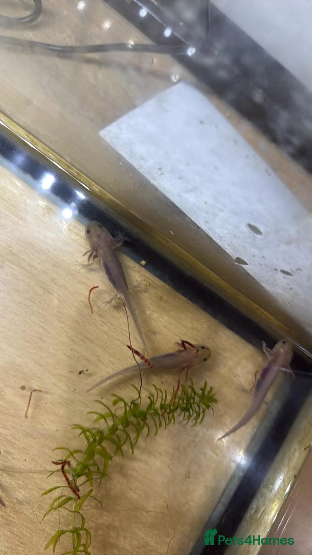 Axolotl reptiles for sale: Axolotls  in Colchester - Advert 1