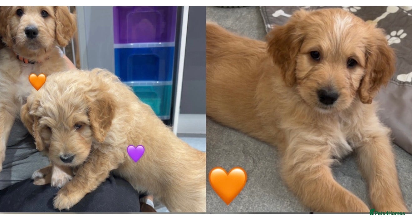 Mixed Breed dogs READY NEXT WEEK!! Stunning Litter of Bernadoodles - Advert 9