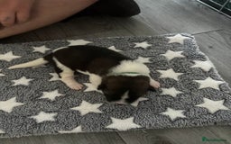 Akita dogs for sale: Akita pups Ready to leave 1st August  in Runcorn - Image 17